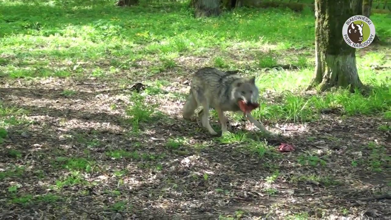 Z kamerą w Rezerwacie Pokazowym Żubrów - Wilki