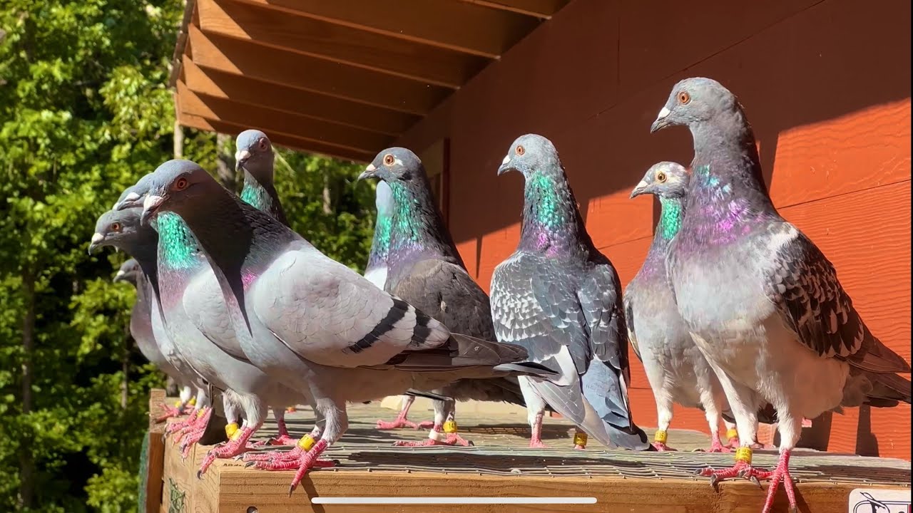 (Racing Pigeon Training) Getting close to the first pigeon race