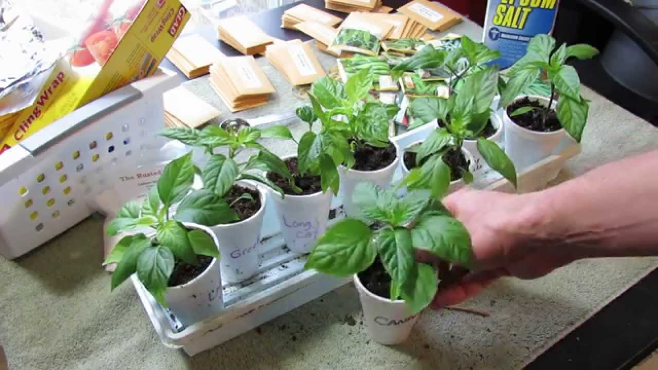 Pruning Pepper Transplants: Greater Yields, Stockier Plant, More Side-Shoots & No Flowers - TRG 2015