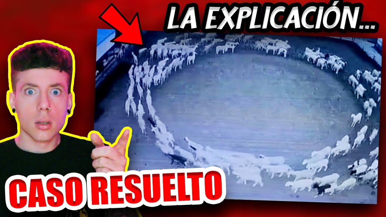 TODA LA VERDAD sobre las OVEJAS y OTROS ANIMALES que ESTÁN CAMINANDO en CÍRCULO | CASO RESUELTO
