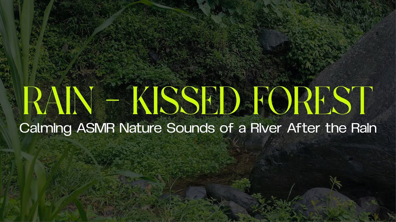 Rain-Kissed Forest - Calming ASMR Nature Sounds of a River After the Rain 🌧