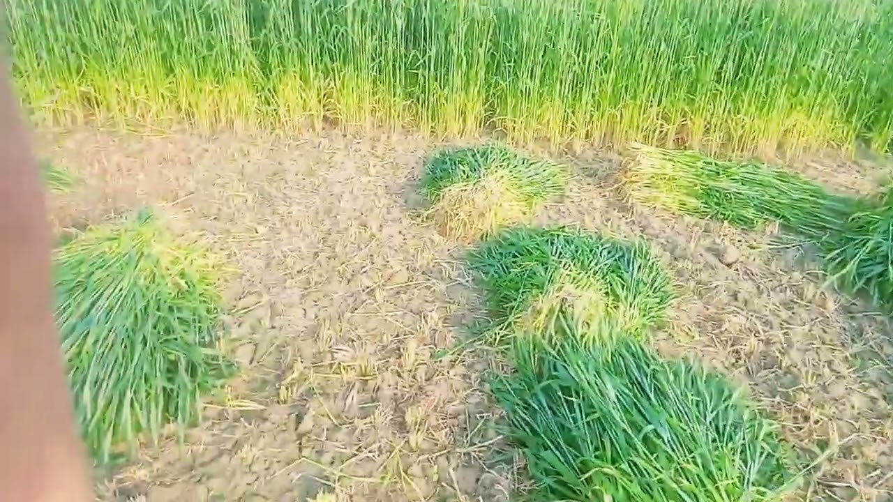 Gandam kaatne ka tarika