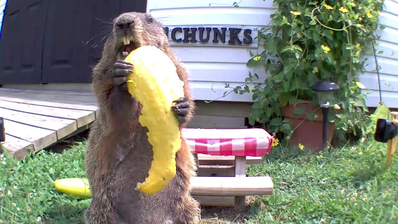 Squash the Cucumber!