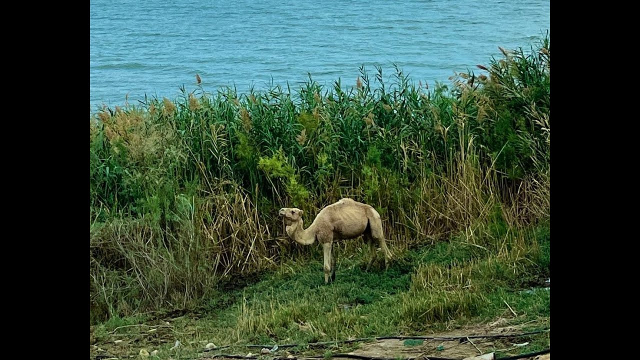 Animals of The Land: My Israel Testimony