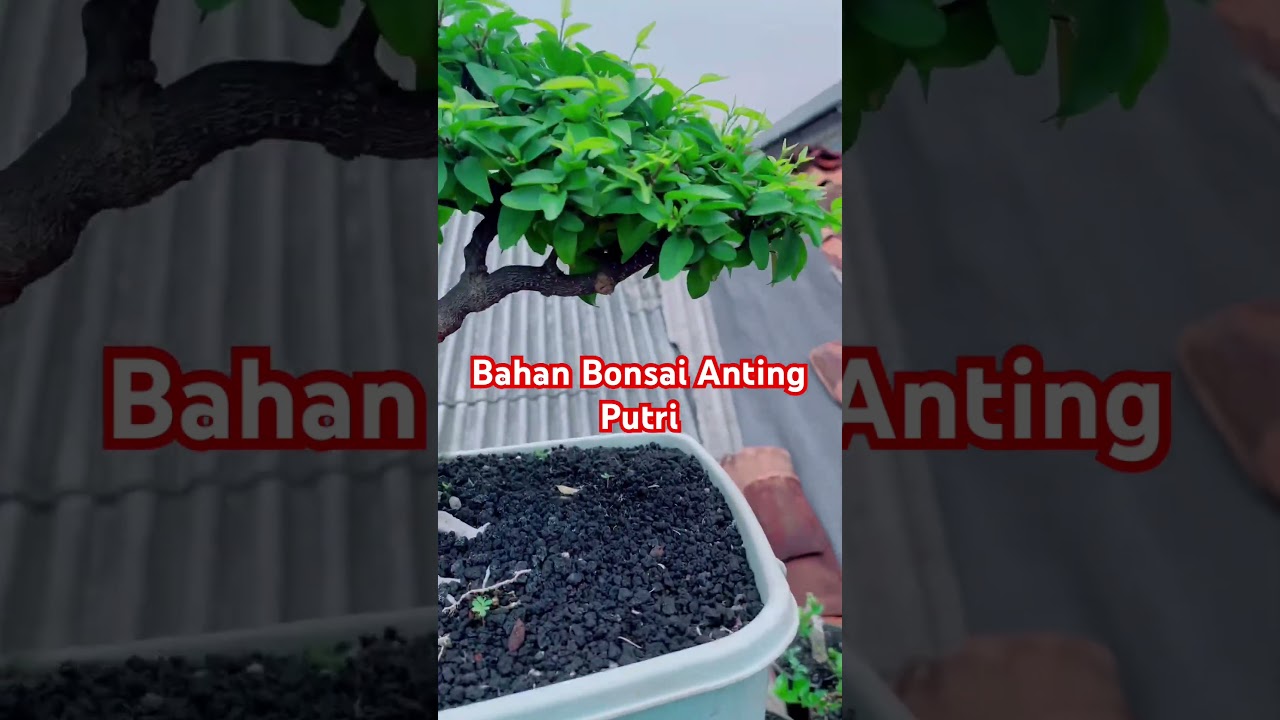 Bahan Bonsai Anting Puteri #bonsai
