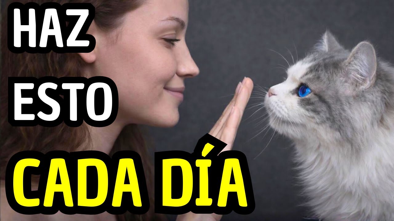 Haz estas 6 cosas todos los días — así tu gato se siente amado