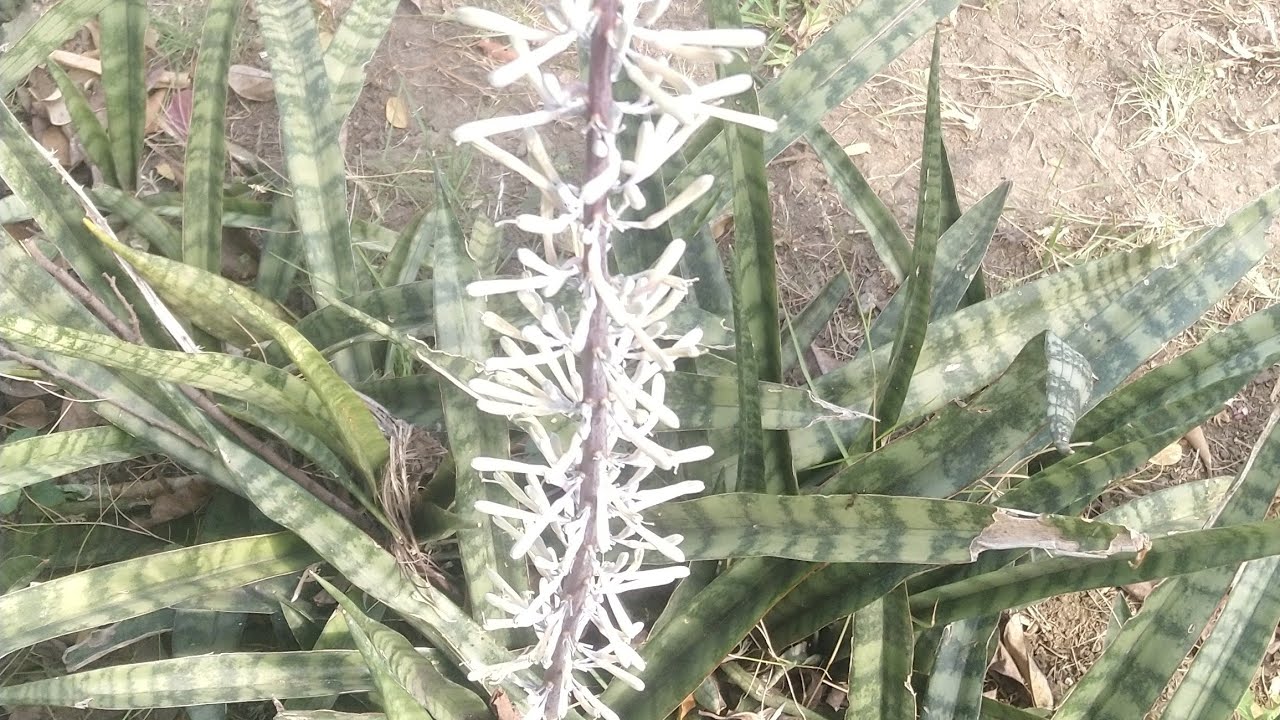 Flowering Snake Plants | plantitosTV is live!