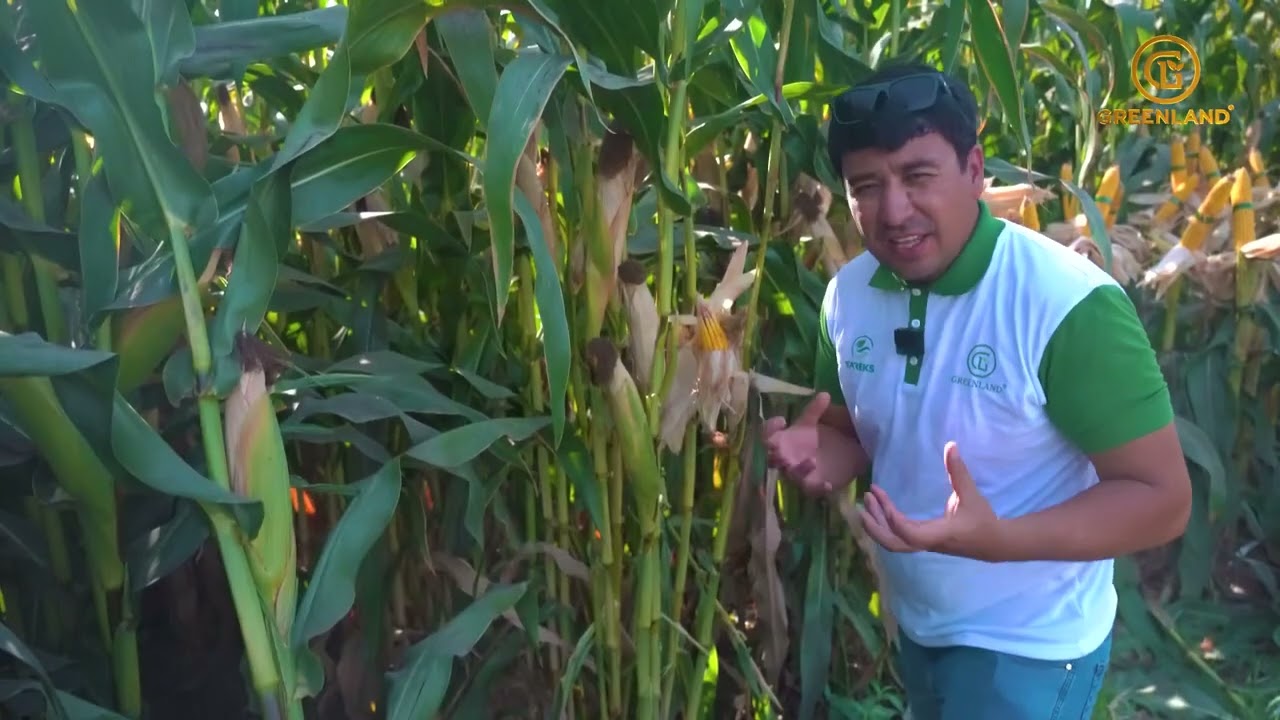 📹 Tel-99899 759 5555.  TAREKS TK 6063. Uzbekistan 2022.