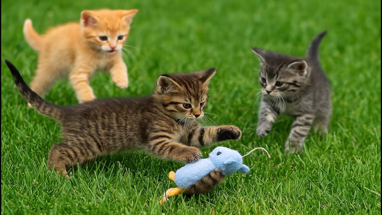 Adorable Kitten Cries Out for Mom – Finds Joy with Dogs, Chickens & Swimming Fish!