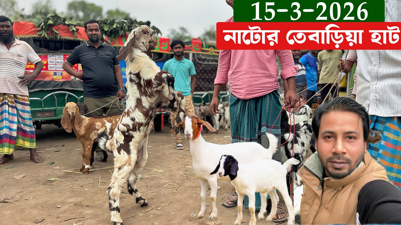 ঈদের আগে শেষ নাটোর তেবাড়িয়া হাটে কেমন ছাগল উঠেছে Goat market 