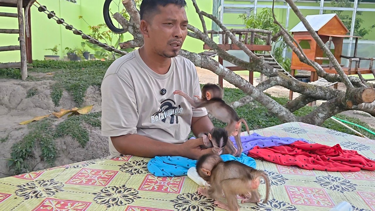 Amazingly amazing 😱😲 with lightning speed the new baby monkey jumped towards its father