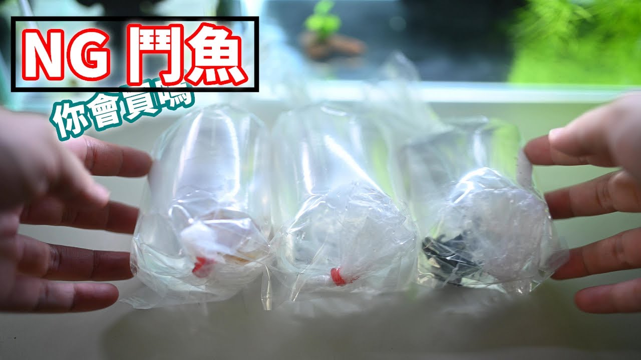 NG 鬥魚到底有多 NG? 沒想到只有我一個人下標 | 標回來養養看 賺翻啦 NG betta fish?  is it worth it to bid?