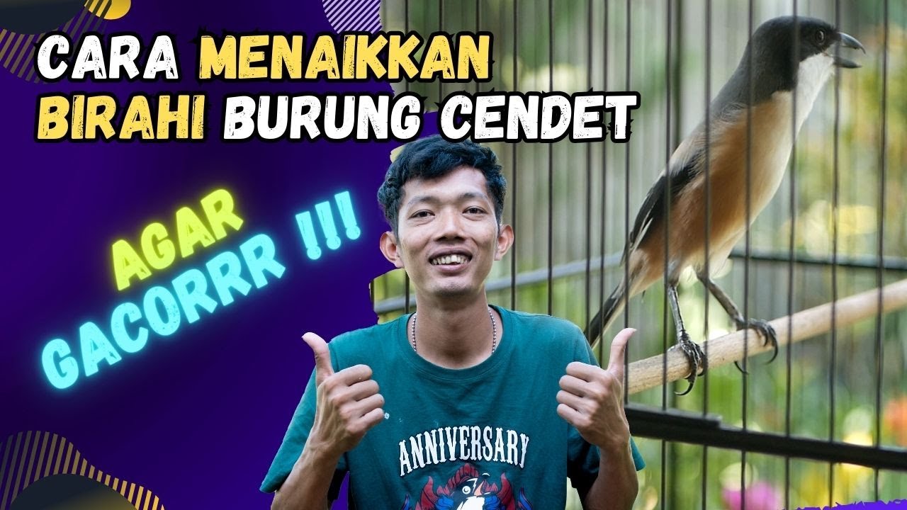 Cara Mudah Menaikkan Birahi Burung Cendet Agar Gacor Sepanjang Hari