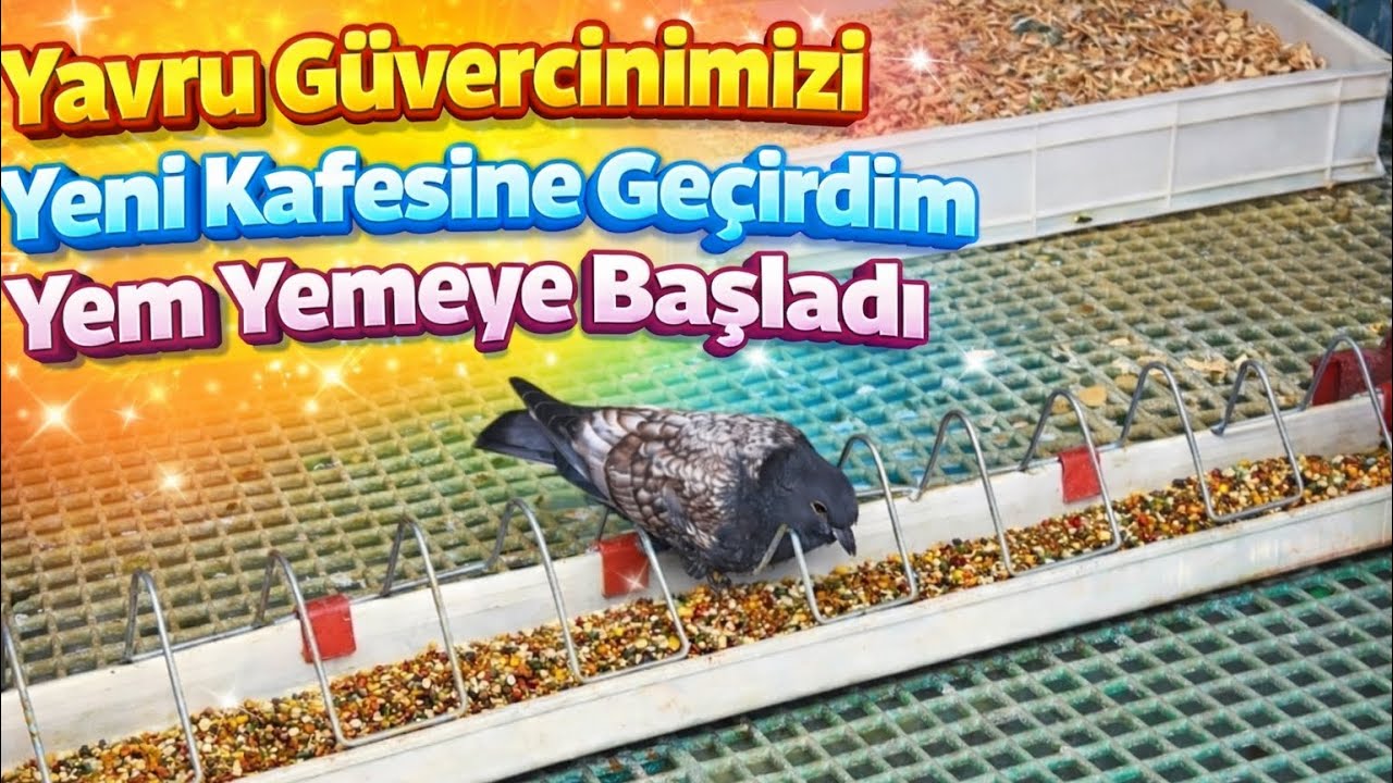 🐣🐣🐣YAVRU GÜVERCİNİMİZ YEM YEMEYE BAŞLADI 68. GÜN 