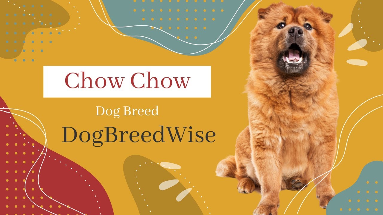 Chow Chow Dog Breed: History, Temperament & Care Tips | Ultimate Guide
