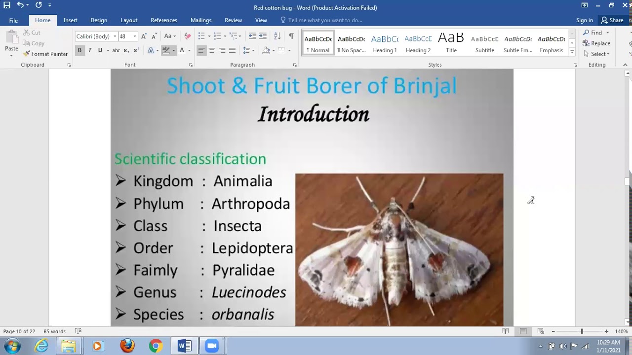 Brinjal Fruit Borer | SYBSC ZOOLOGY | SPPU |Agricultural Pest