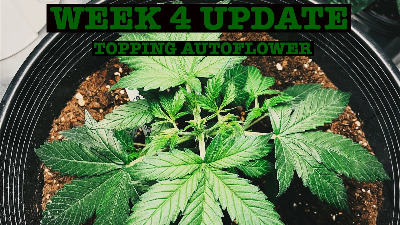 TOPPING AUTOFLOWERS : WEEK 4 UPDATE
