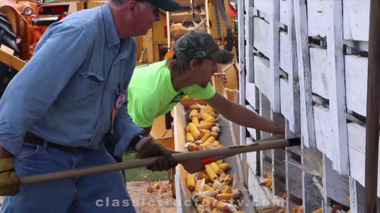 Shelling corn the hard way with antique and vintage equipment - Classic Tractor Fever