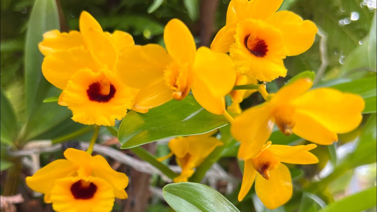 Dicas de Cultivo  ~Dendrobium Chrysotoxum e Fimbriatum , como identificar a diferença entre os dois?