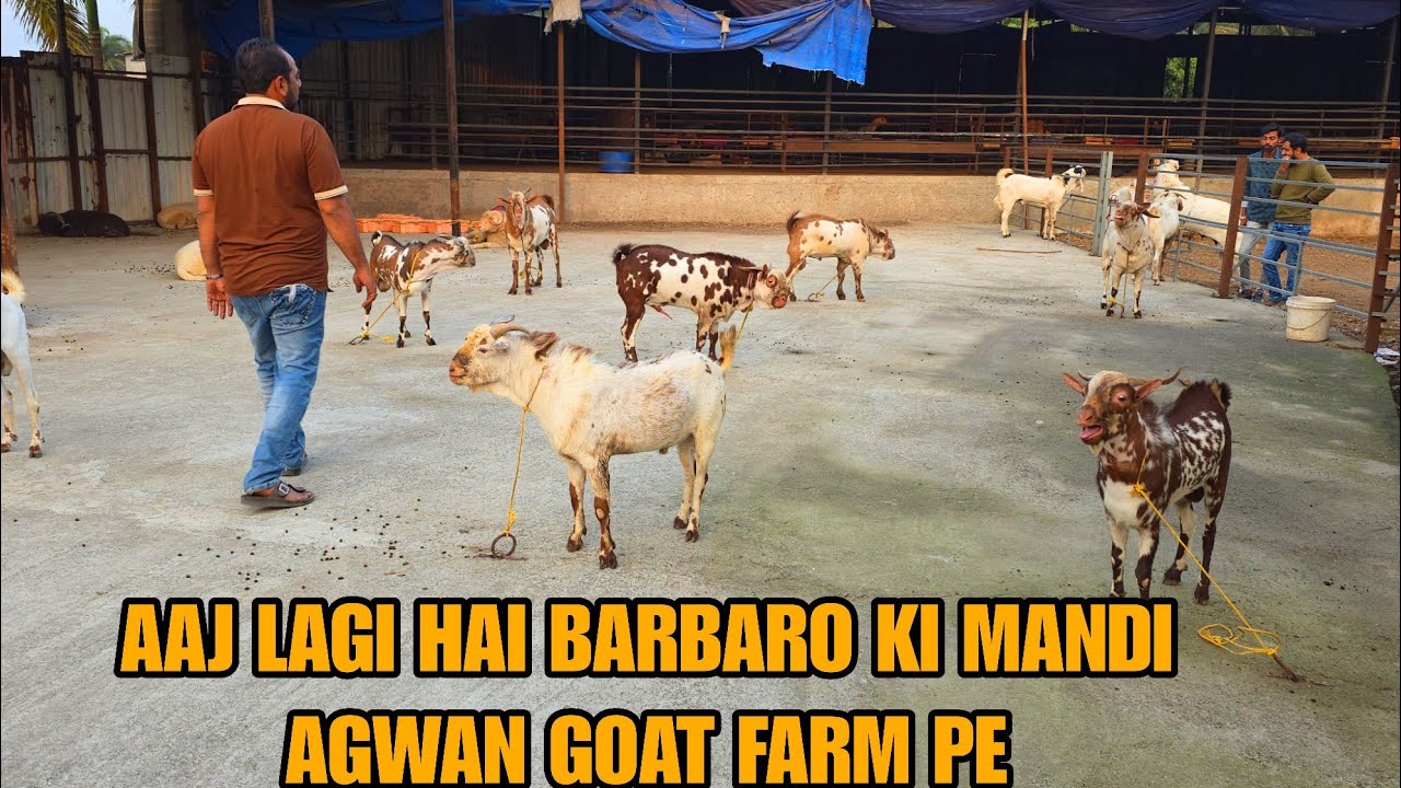 Aaj Lagegi Barbari Bakro Ki Mandi Agwan Goat Farm Pe Bhiwandi Padgha Pe