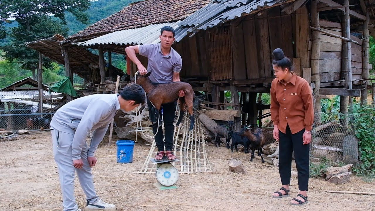The Process of Renovating the Barn, Buying a New Herd of Goats to Raise | Family Farm