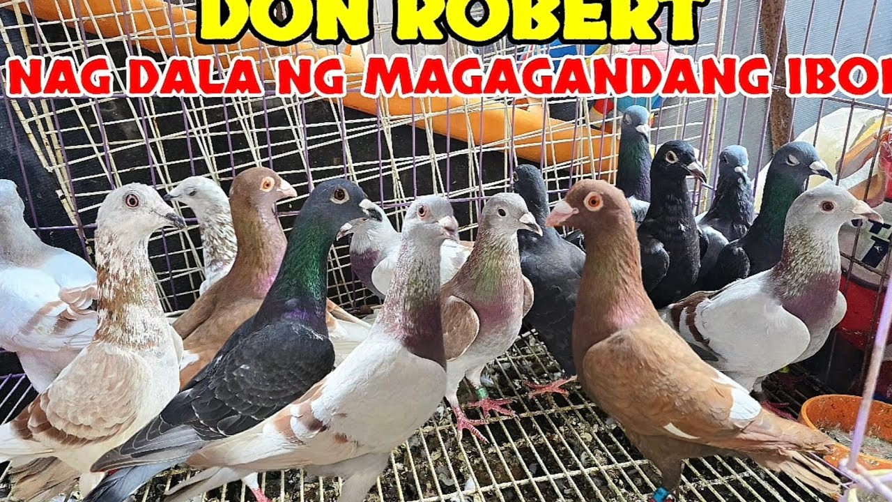 IMPORTED pala mga alaga ni DON ROBERT!