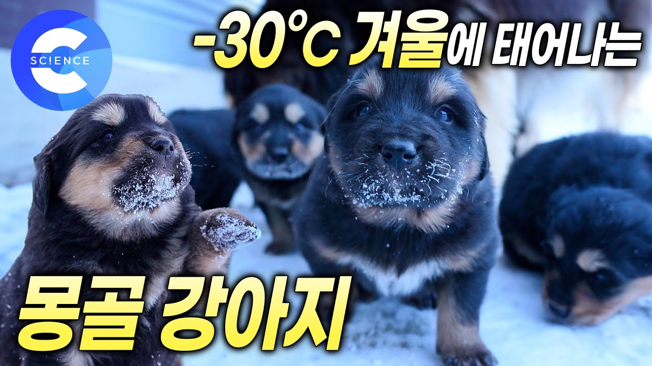 '방카르'는 왜 겨울에 새끼를 낳을까? | 몽골 유목민이 반려견과 이별하는 방법 | 방카르의 특별한 장례식 | 더도그