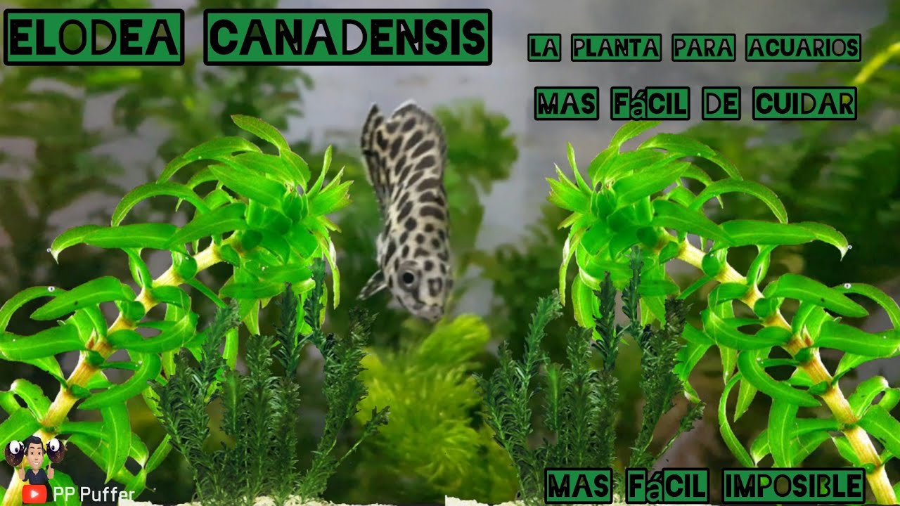 Elodea Canadensis #plantasparaacuarios #plantasacuáticas