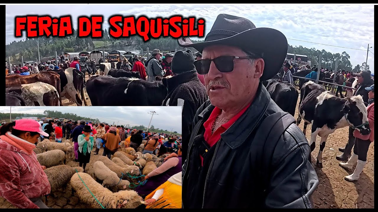 LA FERIA DE ANIMALES  MAS GRANDE DE LA SIERRA ES DEL  CANTON SAQUISILI