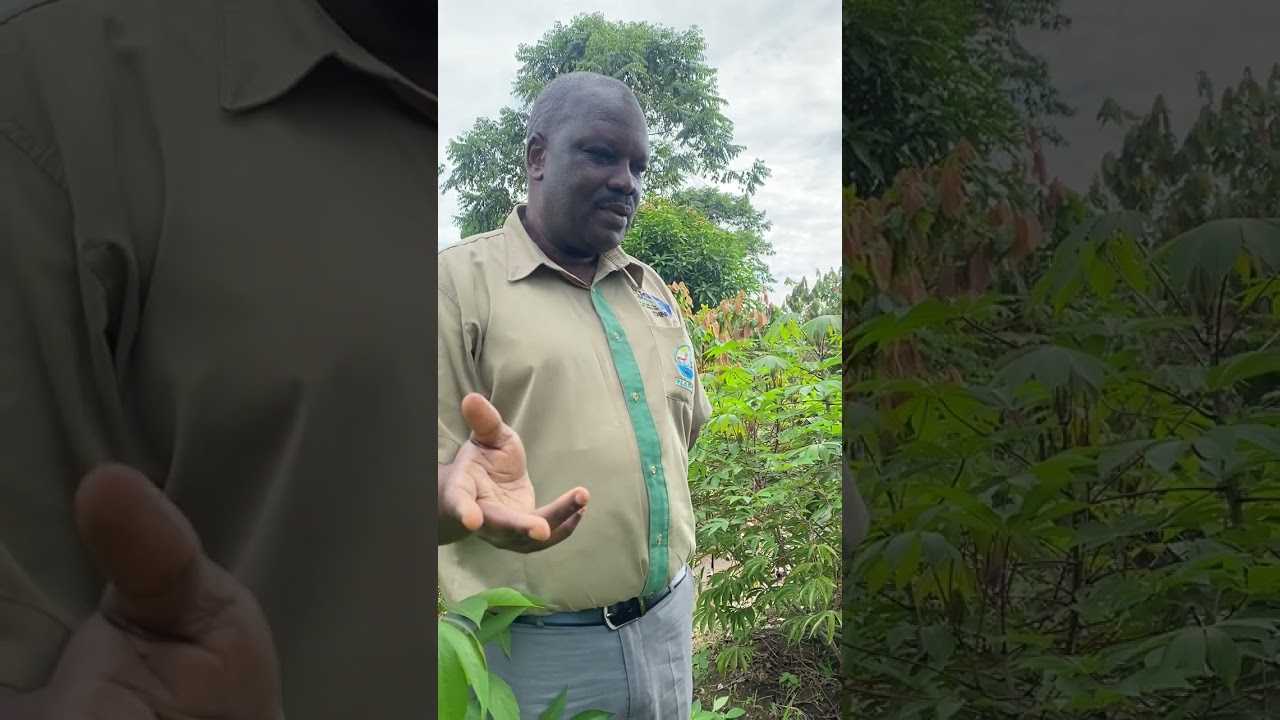 Part 2 Cocoa Farming in Uganda
