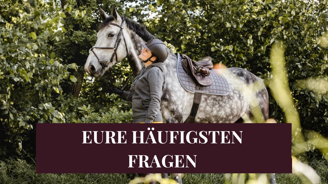 Stallkosten, Finanzierung & Zukunftspl&auml;ne 🐴💸 | Q&A &ndash; Eure meistgestellten Fragen!