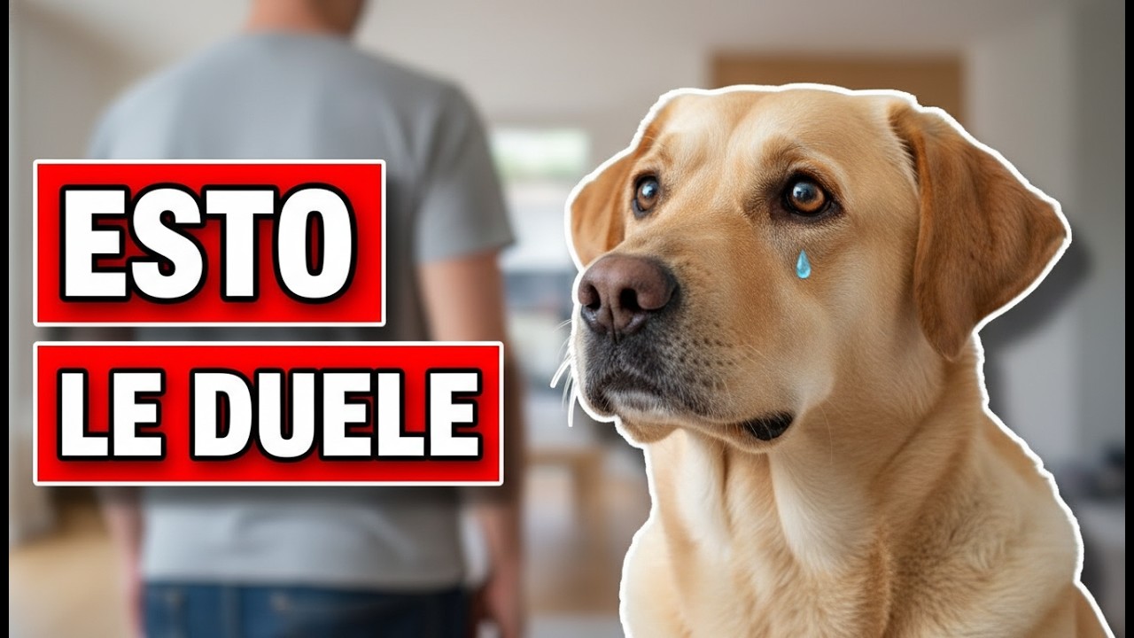 7 Formas en las que Estás Hiriendo los Sentimientos de tu Perro (Sin Darte Cuenta)