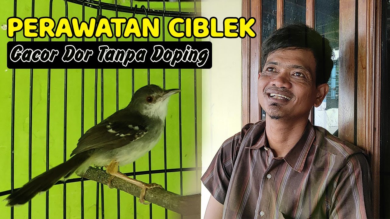 PERAWATAN BURUNG CIBLEK AGAR CEPAT GACOR - PERAWATAN CIBLEK BAHAN AGAR CEPAT BUNYI