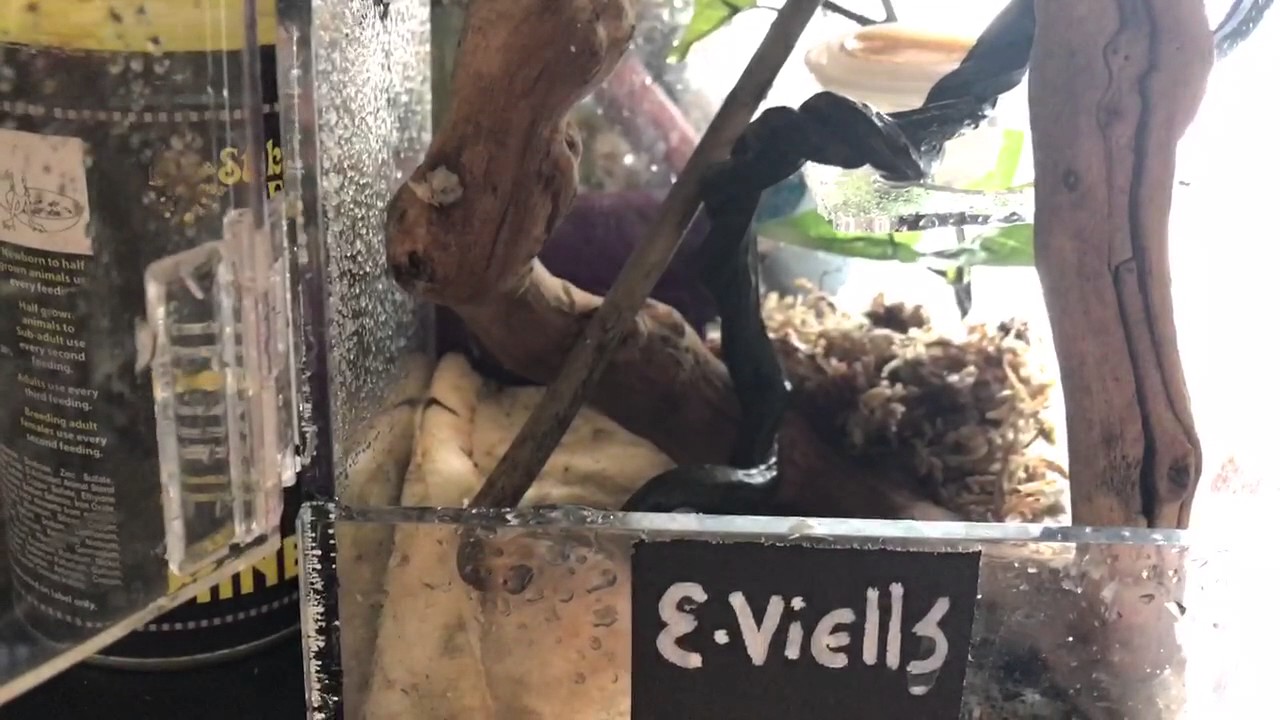 Eurydactylodes Setup Ideas (Chameleon Geckos)