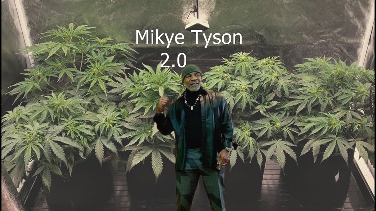 Tyson 2.0 FEMINIZADAS indoor | 1 PARTE 💡🍁