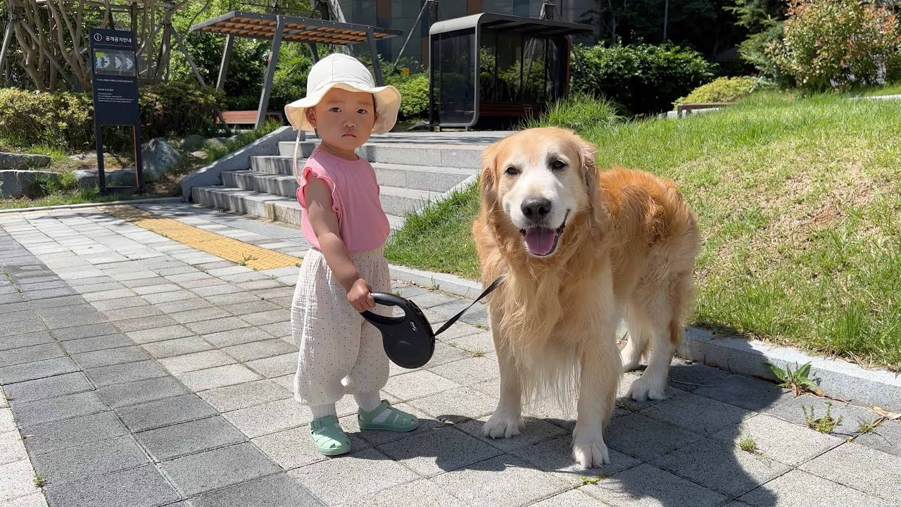 자기보다 느린 꼬마주인이 줄을 잡자 기다려주는 천사 리트리버