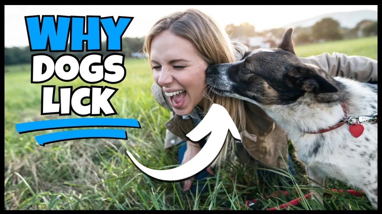 Why Dogs Lick: Understanding Canine Affection!