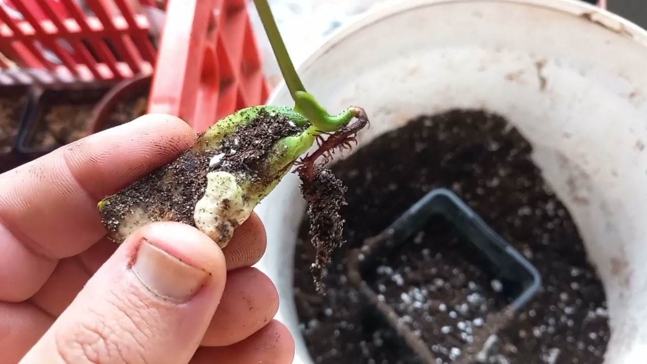 Separating polyembryonic mango seeds.