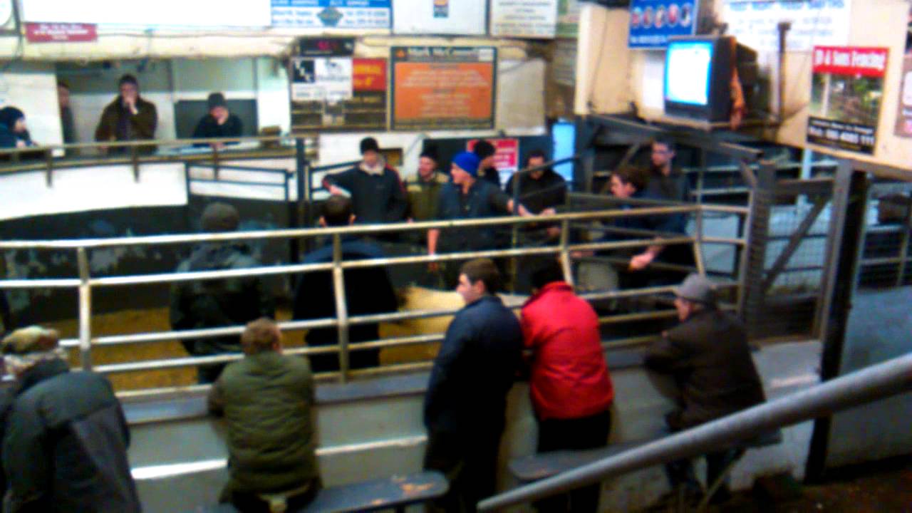 Irelands dearest fat ewe raphoe mart