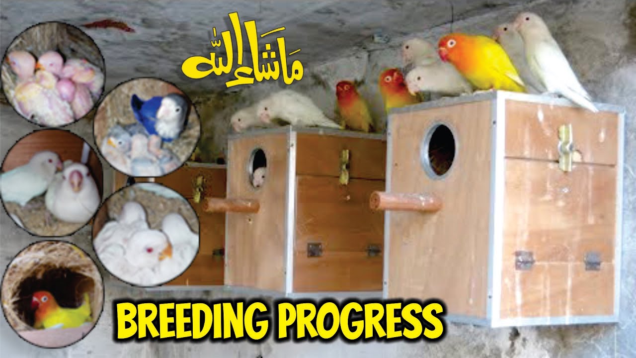 My Lovebird Albino and Lutino Red Eyes Colony Progress New Video Urdu/Hindi