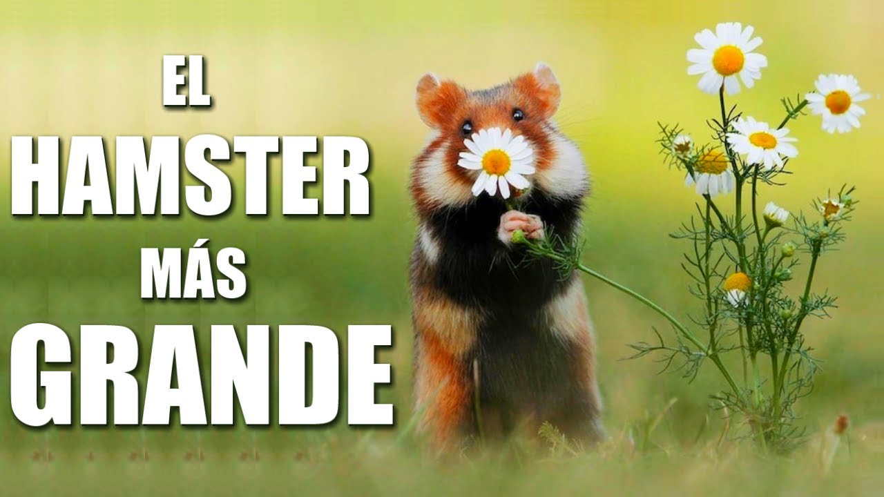 CONOCE al H&Aacute;MSTER SALVAJE EUROPEO!! 🐹 | H&aacute;mster Com&uacute;n