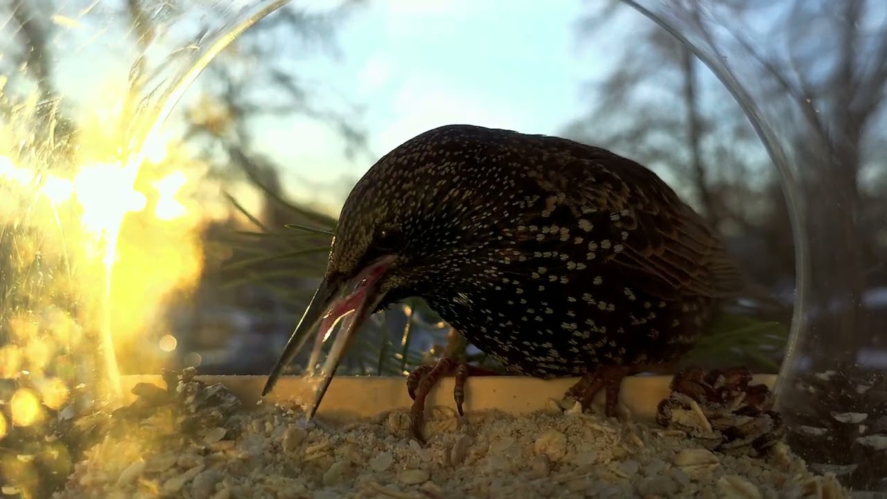 Tits and starlings