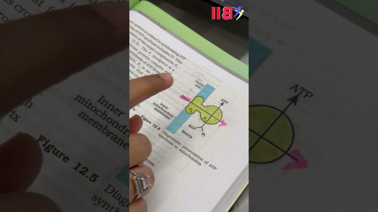🌿 NCERT 2025 Update &ndash; Photosynthesis & Respiration Chapters!