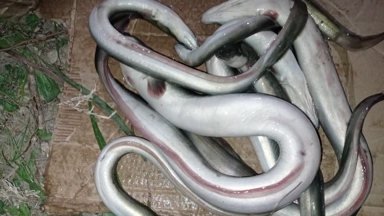 صيد النون البلدي الصنور وأجواء رائعة بالليل