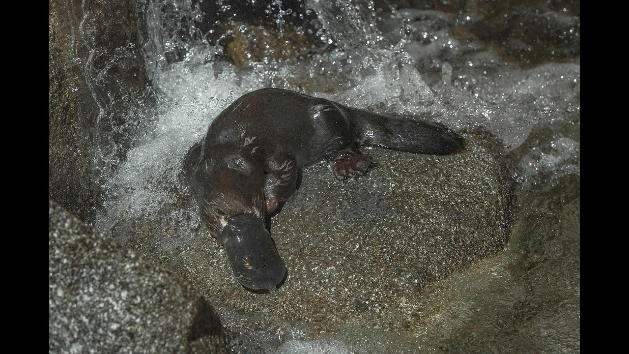 NEW Platypus Cam