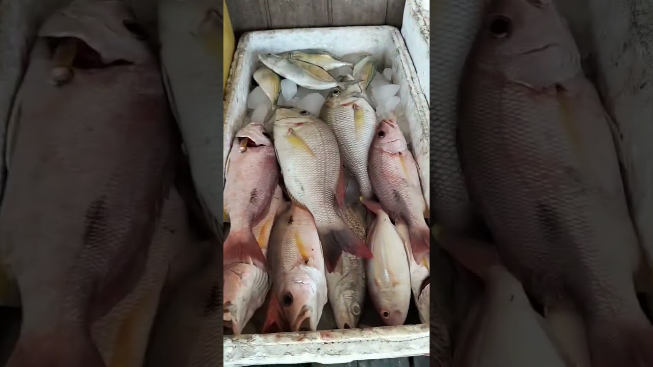 BELANJA IKAN SEGAR KE PESISIR TALISAYAN.BERAU KALTIM