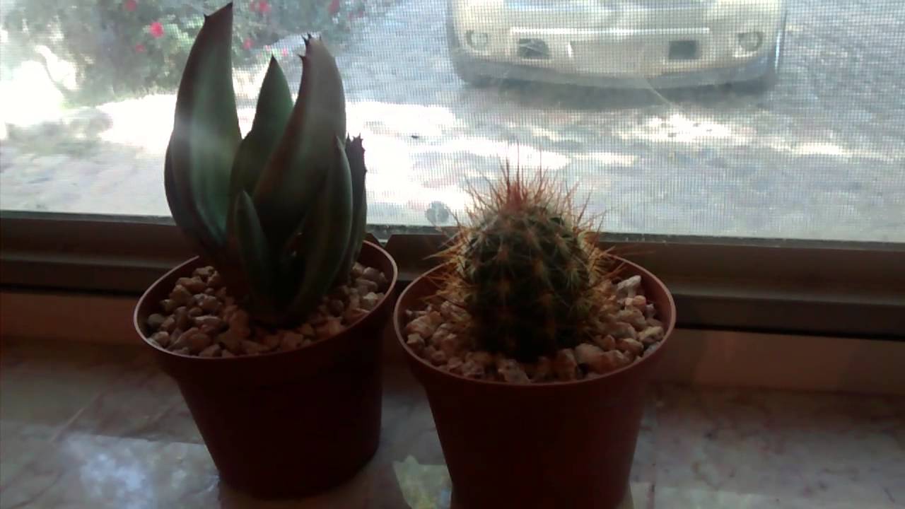 Episode 1 - Spike and Leaf Cacti