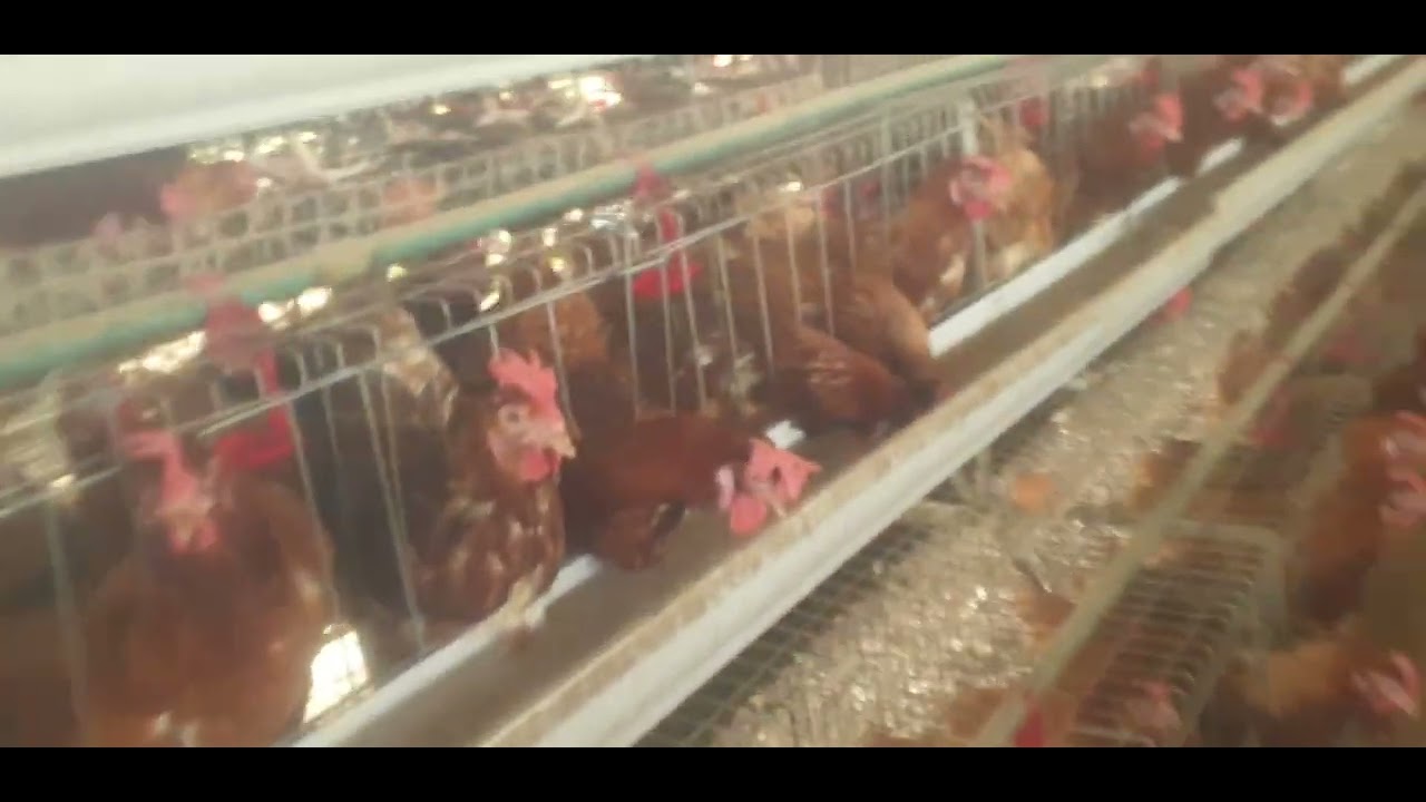 My machines. Young laying birds currently at 87% and still growing.