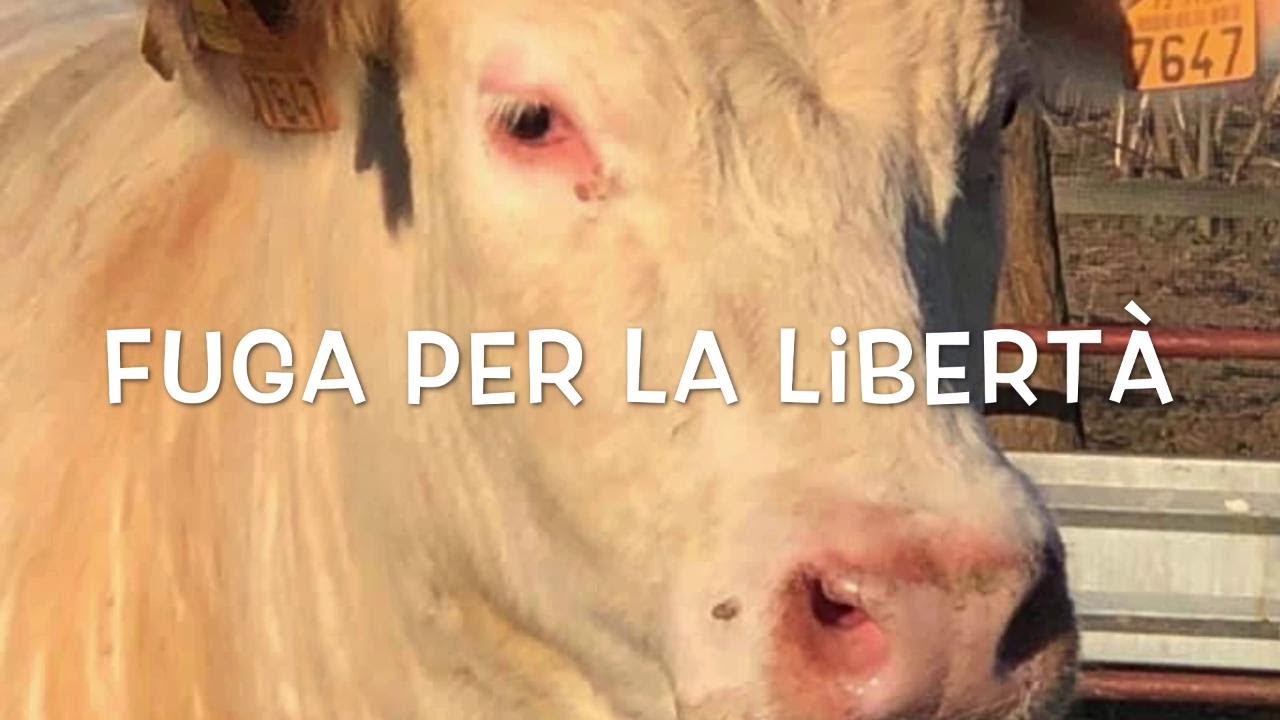 Massanzago Padova, la mucca che voleva la libertà (e l'ha raggiunta)