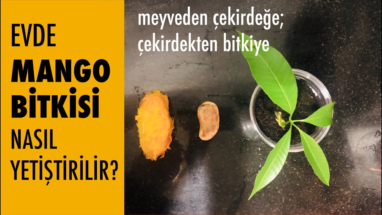 Mango evde nasıl yetiştirilir? (Meyveden ağaca dönüşüm)